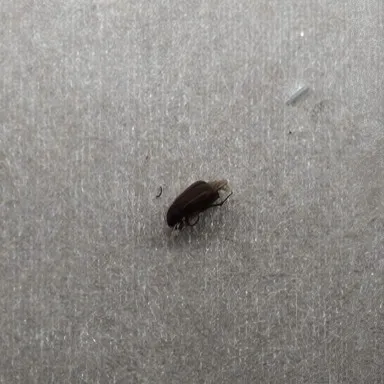 玻纤涂层毡外观缺陷在线检测系统 5